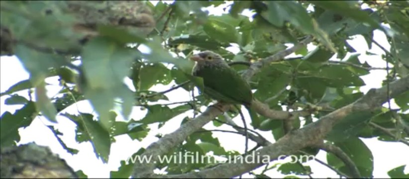 1964.Lineated Barbet in Jim Corbett national Park