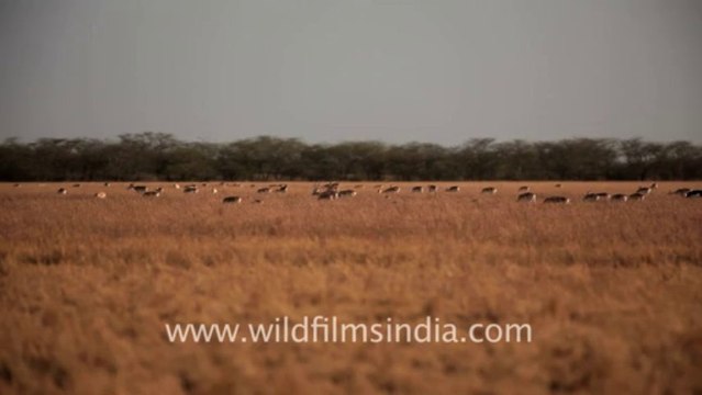 1965.Velavadar Blackbuck National Park