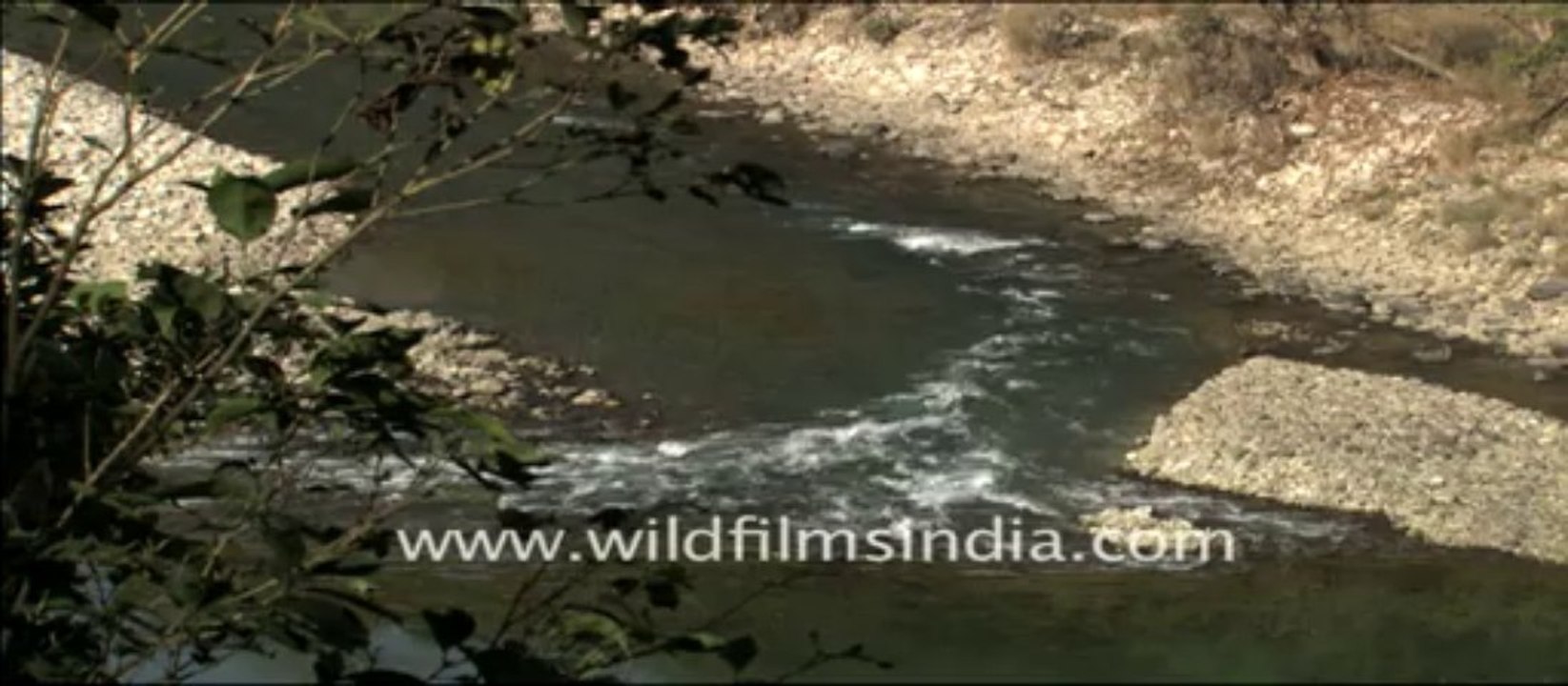 1966.Kosi river at Corbett