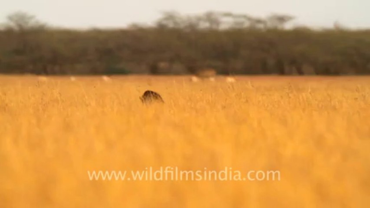 1967.Hyaena in Velavadar Blackbuck National Park