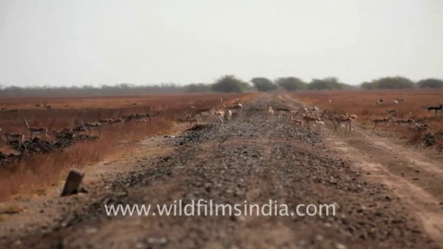 1968.Herd of Black Buck in Velavadar Black Buck National Park