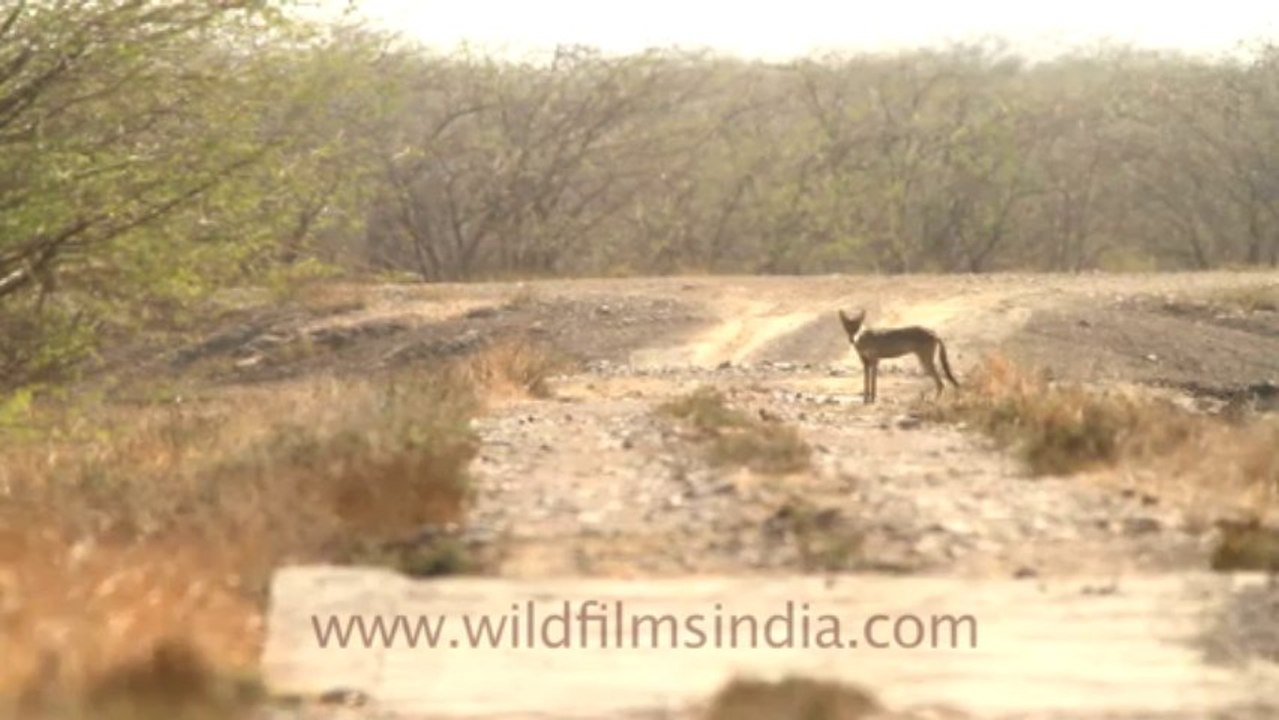1990.Wolf (Canis lupus) in India
