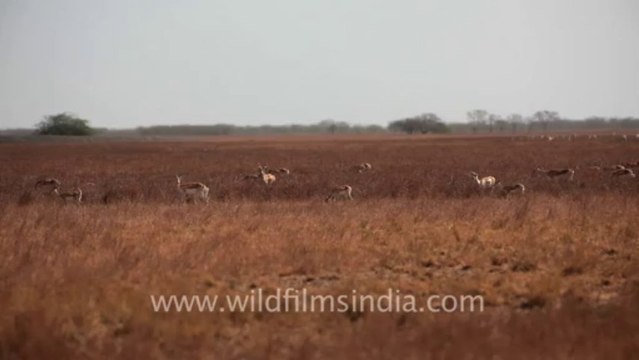 1975.Blackbuck as far as the eye can see in Velavadar National Park in Gujrat
