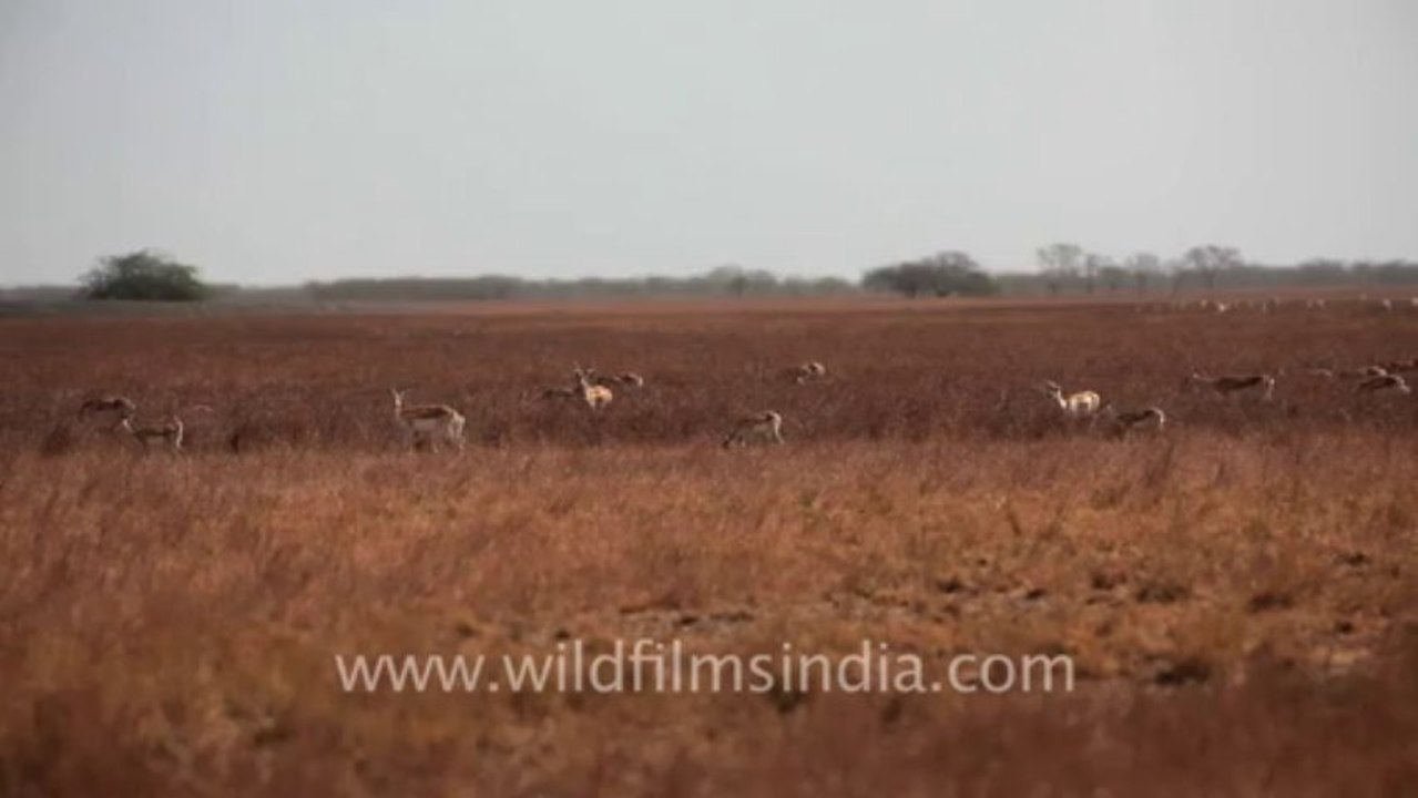 1975.Blackbuck as far as the eye can see in Velavadar National Park in Gujrat