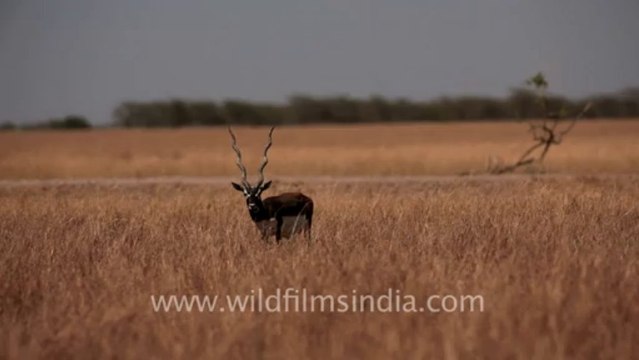 1981.Black Buck, Velavadar National Park