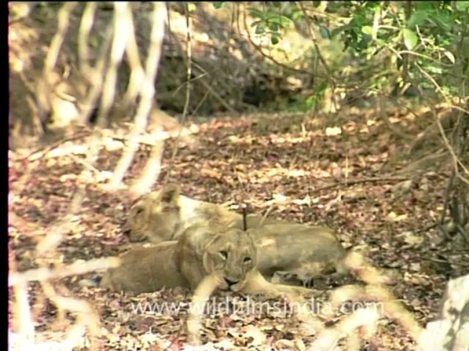 1983.Lioness Hangover