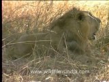 1984.Asiatic Lion in Gir forest of Gujarat
