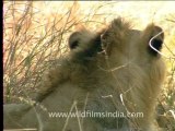 1986.Lion dozing in Gir forest of Gujarat