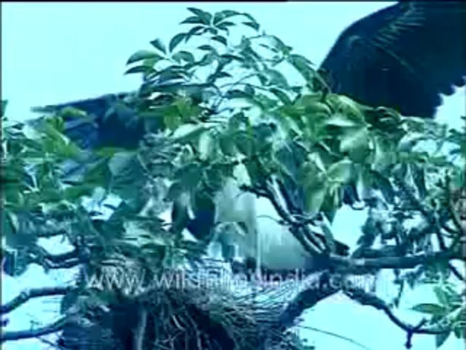 201. birds-MPEG-4 300Kbps