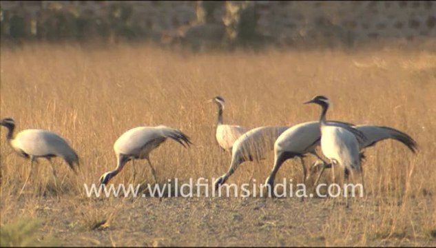 2010.Group of flamingos in Sambhar Lake, Rajasthan