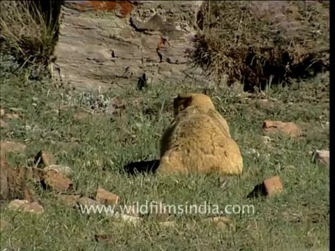 2031.Himalayan Marmots in Ladakh