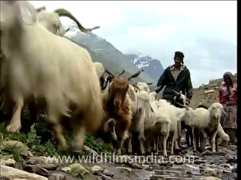 2032.Horned Lark in Ladakh