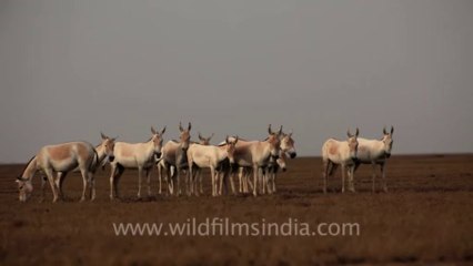 2035.Wild Asses of Rann of Kutch