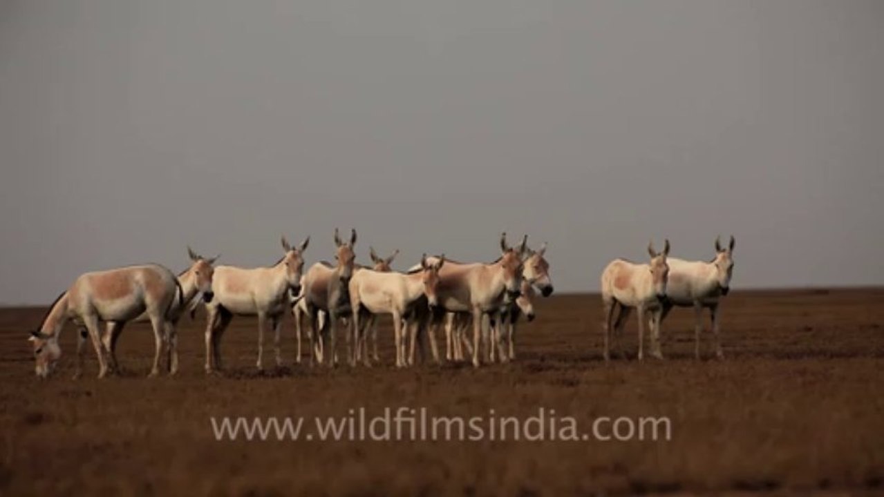 2035.Wild Asses of Rann of Kutch
