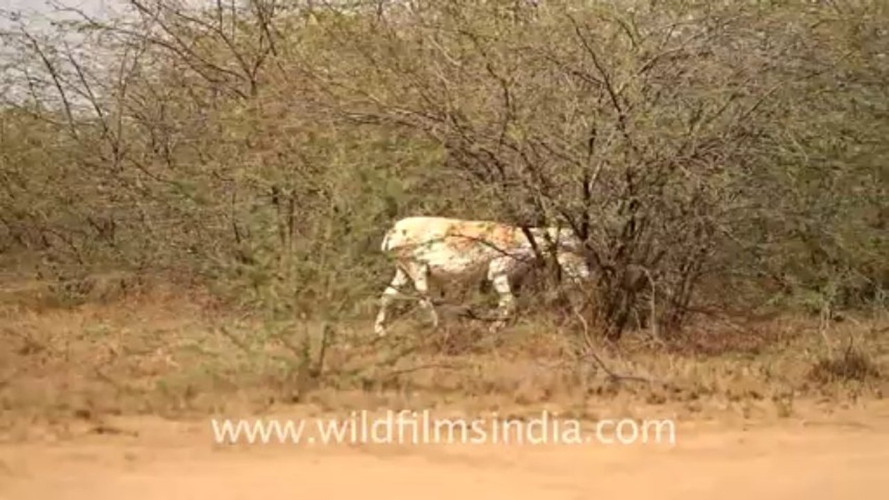 2036.Indian Wild Ass Sanctuary