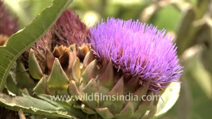 2055.Artichoke flowers and fruit