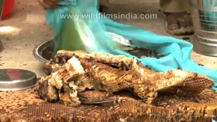 Discover the Traditional Art of Honey Collection 🍯