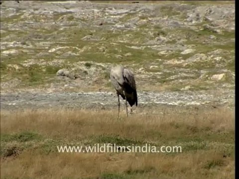 2118.Black-necked Crane at Pangong tso lake
