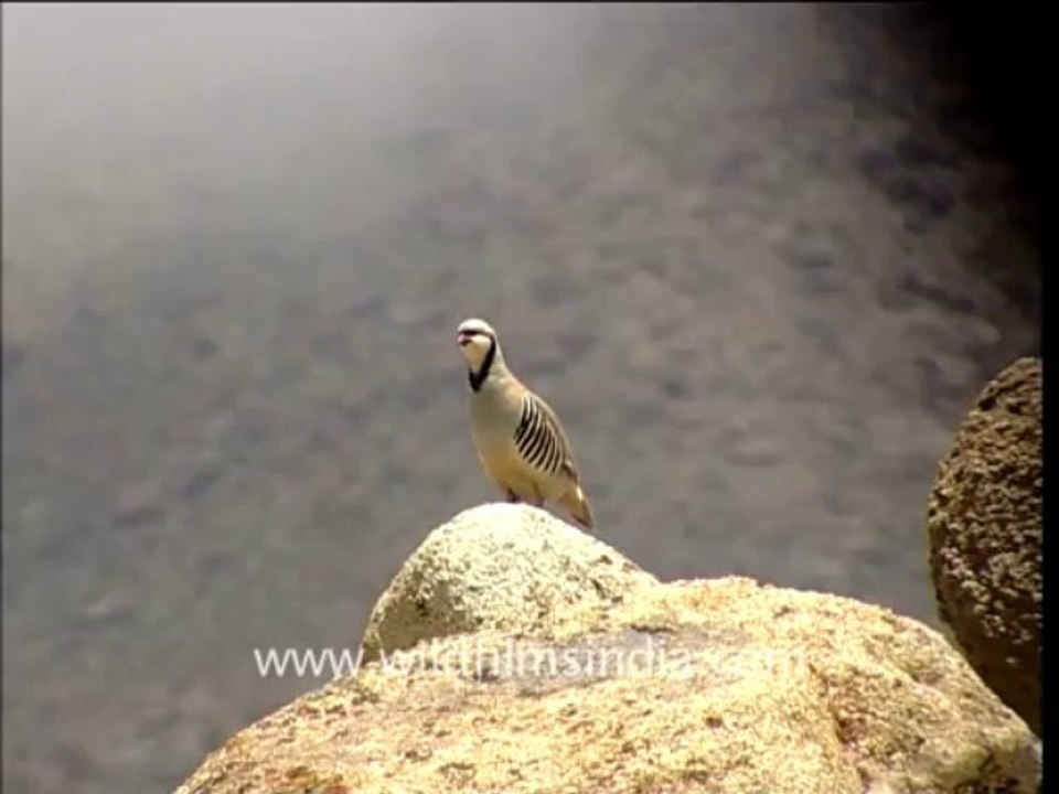 2130.Chukor (Alectoris chukar)