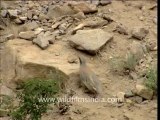 2136.Chukar (Alectoris chukar) in Jammu & Kashmir