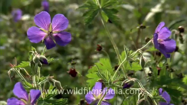 2186.Valley of flowers in Uttarakhand