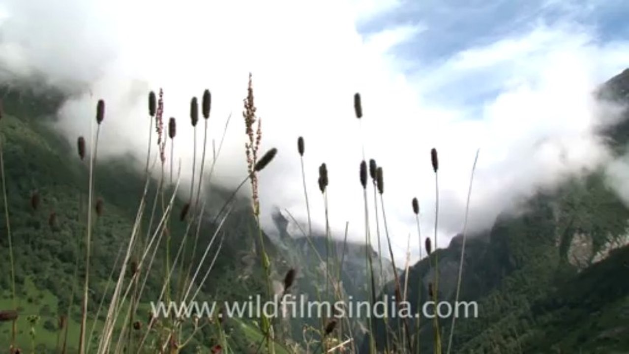2196.Cloudy landscape in valley of flowers