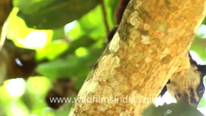 2238.Staring down an Indian giant squirrel (Ratufa indica)