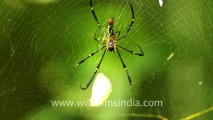 2239.Spider consuming web-caught butterfly