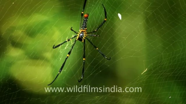 2240.Colorful spider hanging from its web
