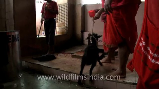 2241.Goat sacrifice at Lamakhya temple