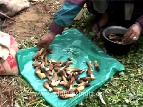 2255.Guchhi mushrooms in the Himalaya