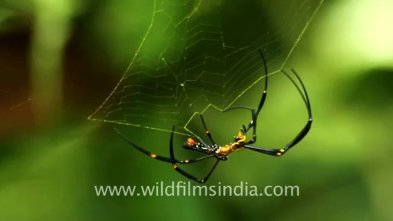 2257.Spider spinning its silken web, Assam