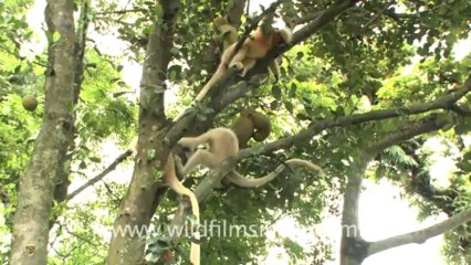 2268.Golden Langurs in Assam