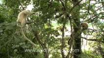 2277.Golden langurs sitting on branch of a tree