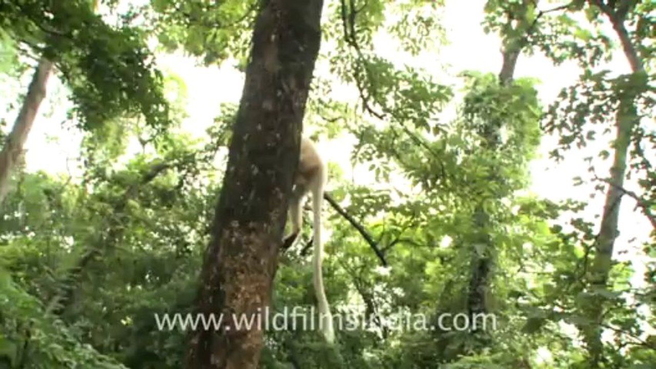 2279.Trachypithecus geei jumping around