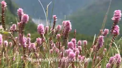 2345.Bistorta flowers