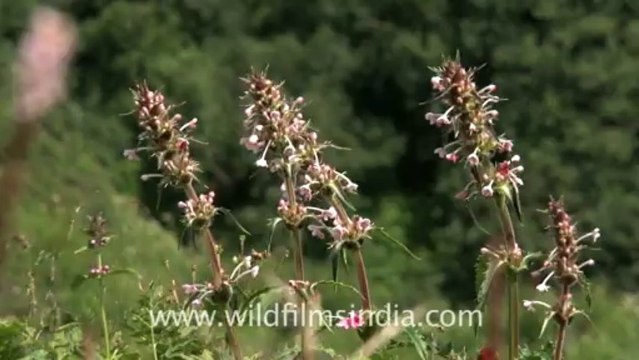 2363.Alpine garden in the Himalaya!