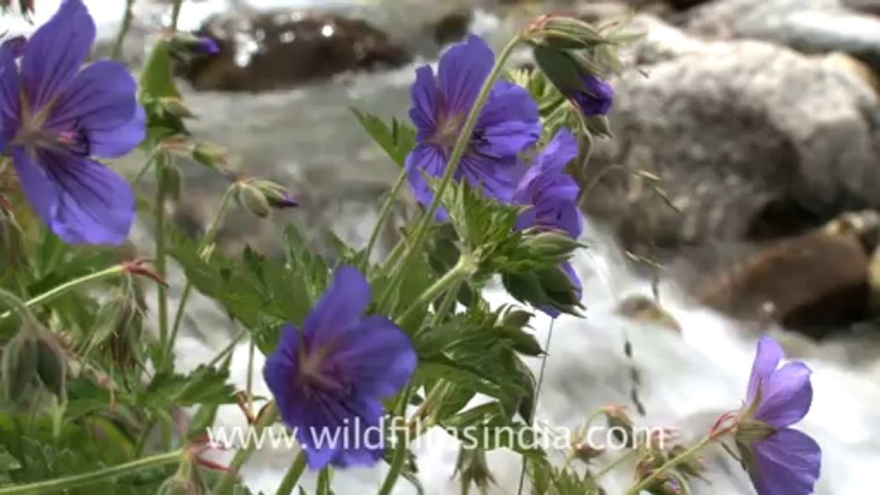 2365.Alpine meadows in the Valley of flowers