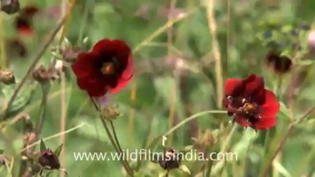 2367.Potentillas in Valley of Flowers, Uttarakhand