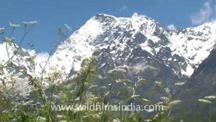 2376.Forget me not, Caesium and Rataban peaks in Bhyundar valley...