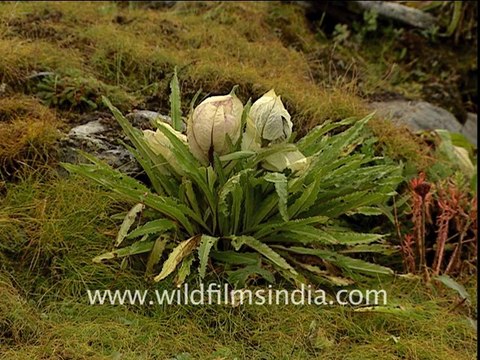 2380.Brahma Kamal (Saussurea obvallata)