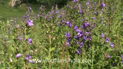 2381.Jacob's ladder (Polemonium caeruleum)
