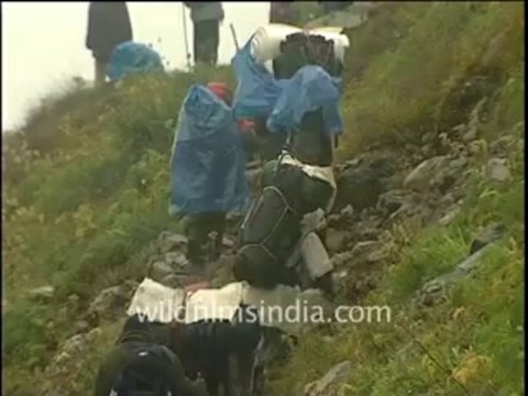 240.Nanda Devi Raj Jat Yatra, Uttarakhand