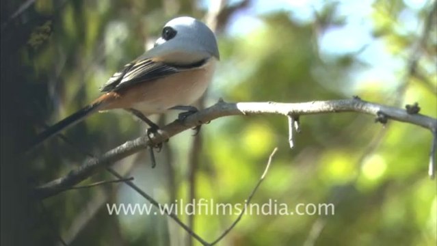 2423.Bay-backed Shrike or Lathora