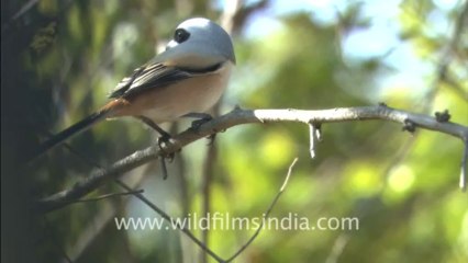 2423.Bay-backed Shrike or Lathora