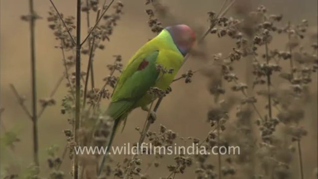 2466.Parakeets in Bandhavgarh