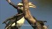 2493.Indian Pied Hornbill at Bandhavgarh