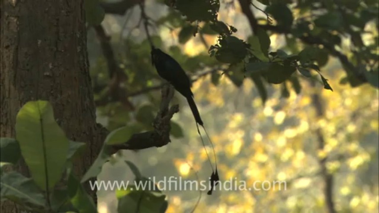 2494.Racket tailed Drongo in Bandhavgarh