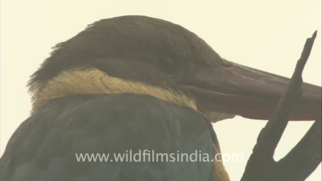 2503.Stork billed Kingfisher