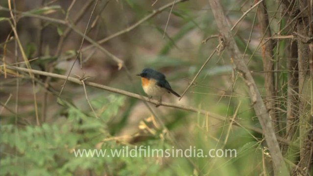 2505.Orange breasted Blue or Tickell's Flycatcher